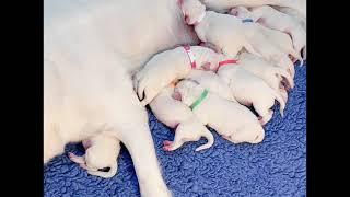 Newborn puppies - cute polar bear Labs born on Thanksgiving day!￼