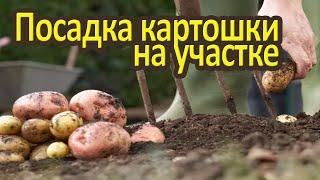 Садим картошку / Как вырастить большой урожай картошки