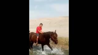 Playing horse. Otni o'ynashi #world