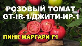 Томат розовый ПИНК МАРГАРИ F1 (ДЖИТИ-ИР-1)