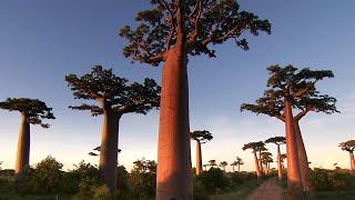 Madagascar: A Country Full Of Breathtaking Nature | Somewhere On Earth