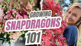 Growing SNAPDRAGONS 101: Germination Tips, Spacing, Netting & Soil Blocks!