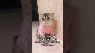 Когда узнал, про выплаты за школьников #Tik Tok #Shorts #Тик Ток #ПриколКоты #Catstiktok