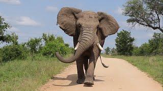 Happy Elephant Dancing On The Road