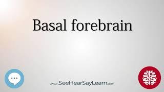 Basal forebrain   Anatomy of the Brain   SeeHearSayLearn 