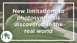 Kramer lab: New limitations to photosynthesis discovered by observing plants in the real world