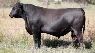 Lot 116 MWG23U043 Mawarra Genetics 2025