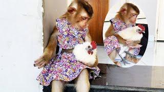 An extremely special friend! Monkey Lyly adopts a poor chick!