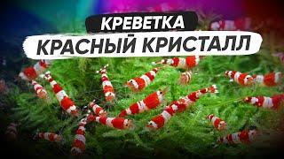 Аквариумные креветки   Красный кристалл