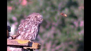 athene noctua