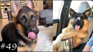 These German Shepherds Will Steal Your Heart ️ Compilation