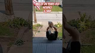 Skip & Mugsy the dog 24 Years old in Hospice  #dogdad #rescuedog #shorts