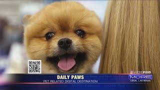 Meredith Corporation launches "Daily Paws" digital platform for pet lovers