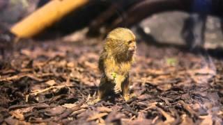 Marmoset in Lakeside Aquarium