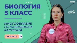 Голосеменные растения. Многообразие голосеменных растений. Видеоурок 30. Биология 5 класс