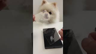Helping my dog refresh its S25Ultra #asmr