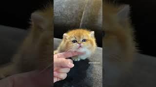 Do you like the kittens meow! #cute #kitten #cat #meow