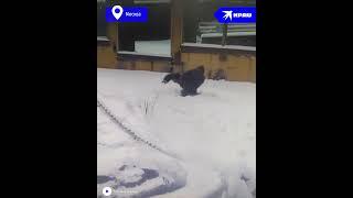 Горилла из Московского зоопарка станцевала брейк-данс на снегу