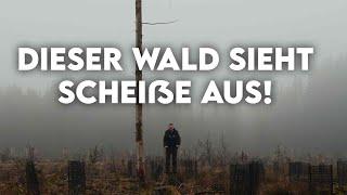 Der wahre Grund warum unsere Wälder so kaputt sind - Forst erklärt