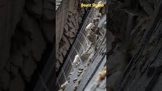 Mountain Goats Race Down the Dam Cliff: Mastering the Steepest Slopes
