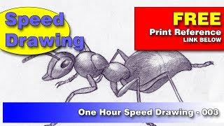 One Hour SPEED Drawing - 003 - How to Draw an Ant - John Cichowski