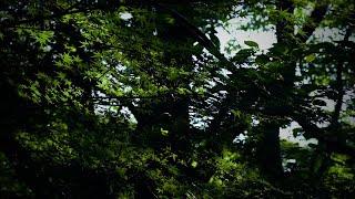 【53min】Blue ForestⅡ/ haruka nakamura / AoimoriⅡ/ Healing / calm / Nature / Piano