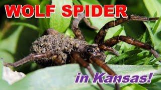 Wolf Spider Carrying Babies (in Kansas!)