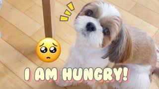 Hungry Shih Tzu Dog Demanding for food  | Cute & Funny Dog Video   #shorts