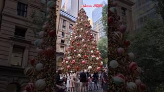 The tallest Christmas tree in NSW: MARTIN PLACE CHRISTMAS TREE  #sydney #christmas #christmastree