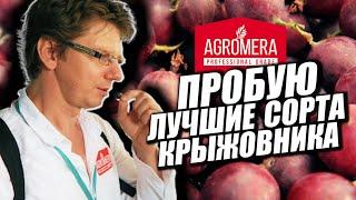 Пробую Лучшие Сорта Крыжовника  Разные Вкусы от  @Agrofirmapoisk​