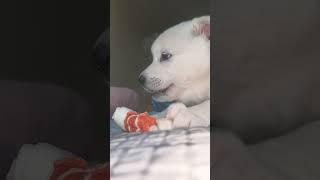 유백설 응애시절 #강아지 #진돗개 #진도믹스 #doglife