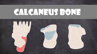 Calcaneus Bone | Anatomy