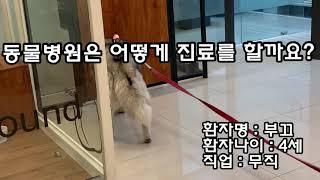 동물병원에 간 소녀허스키 부끄 Ep.1 Booqoo at Vet Clinic