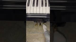 Как пользоваться правой педалью на пианино #ноты #piano #фортепианоонлайн #music