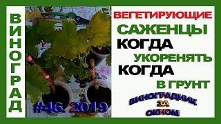  Вегетирующие саженцы винограда. Когда укоренять и когда высаживать в грунт. Полив и закалка.