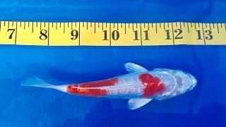 Premium Kohaku Japanese koi (Cyprinus carpio) for sale #2