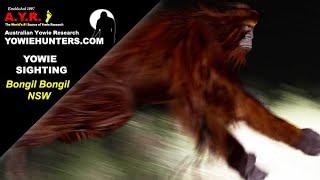Yowie / Bigfoot Sighting (Audio Report # 174) at Bongil Bongil, near Coffs Harbour NSW