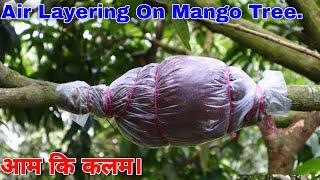 Mango Tree Air Layering  || By Cocopeat || आम कि कलम।