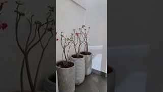 Indoor Plants Home Decor Ideas | Kanishka Hi-Tech Nursery | Greater Noida