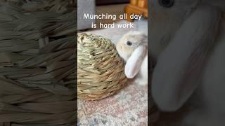 Munch, munch, munch little bunny  #bunny #babybunny #hollandlop #bunnyeats #chewtoy #asmr
