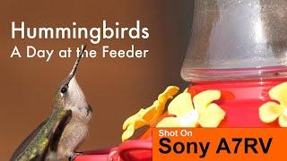 Hummingbirds - A Day at the Feeder