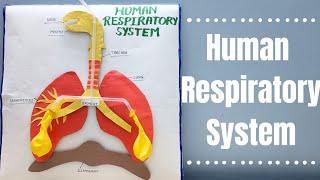 Human Respiratory System Model/Project for School