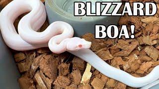 BLIZZARD BOA GENETICS; HOW TO MAKE A WHITE BOA!