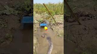 Really Cage Fishing  #viral  #fishvideo  #shortvideos