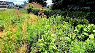 Overgrown Property Mowing [CAUTION: 4ft Weed Jungle]