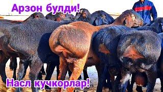 Насл кучкорлар!  Сотилиб кетган