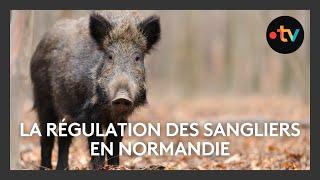 Environnement : la régulation des sangliers en Normandie