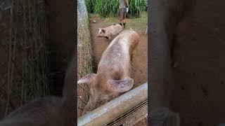 Aloha Animal Sanctuary :: Rescued Animals : Vegan Family in Honolulu Hawaii : 7 Vegans HI : Vlog  7