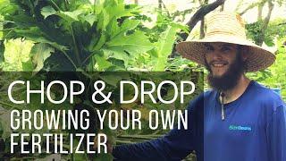 How to CHOP & DROP like a Pro:  Growing Biomass Plants for Fertilizer