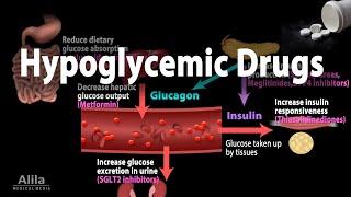 Pharmacology: Oral Hypoglycemic Drugs, Animation